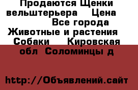 Продаются Щенки вельштерьера  › Цена ­ 27 000 - Все города Животные и растения » Собаки   . Кировская обл.,Соломинцы д.